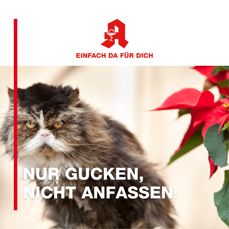 Katze und Weihnachtsstern