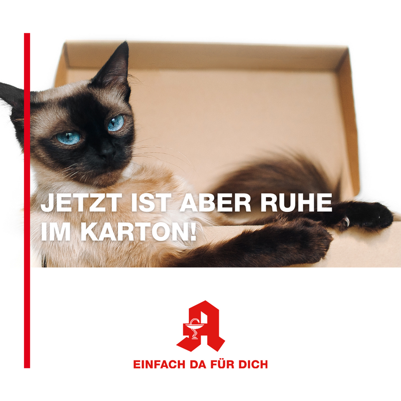 Katze im Karton